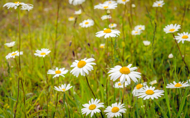 istock Flowering oxeye daisy blooms between grasses from close 686202918