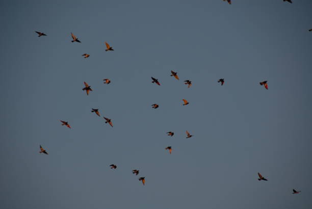 istock Clouds and doves in the Spanish sky 686206212
