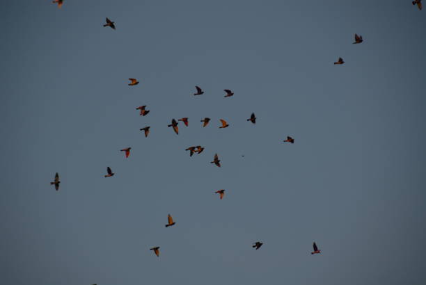 istock Clouds and doves in the Spanish sky 686208714