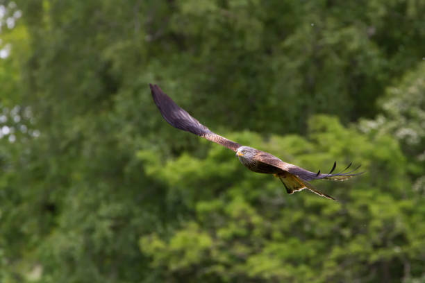 istock Beautiful Red Kite (Milvus milvus) in Flight 686208756