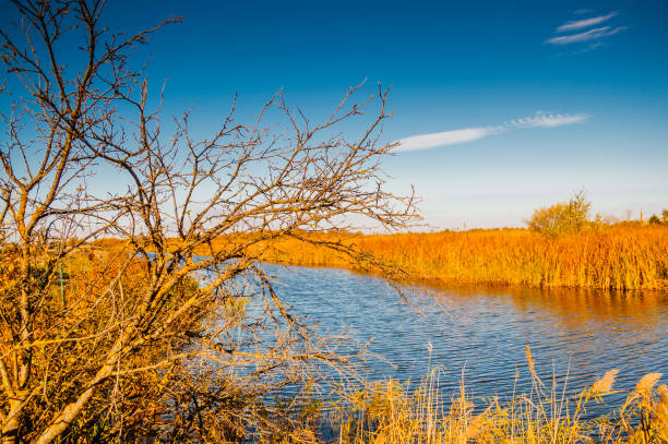 Free picture: Marsh water with a dry tree without leaves, swamp at autumn
