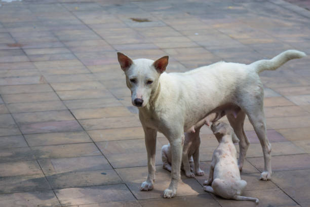 istock White dog and two baby 686221944