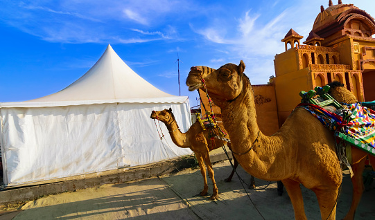 Camel ride at the great Rann of Kutch (Rann Utsav), Salty Landscapes, Gujarat, India