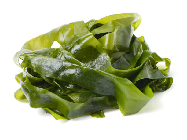 istock Laminaria (Kelp) Seaweed Isolated on White Background 686225802