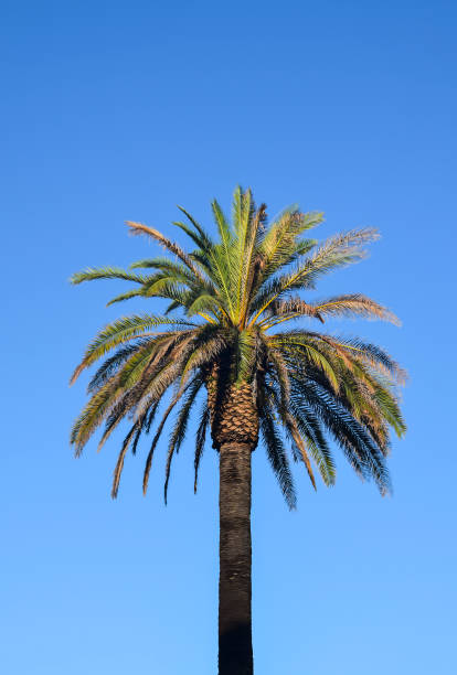 istock Head of a palm tree on a blue background 686225824