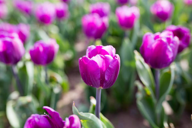 istock Beautiful purple tulips in nature 686225912