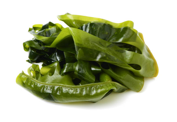 istock Laminaria (Kelp) Seaweed Isolated on White Background 686225918