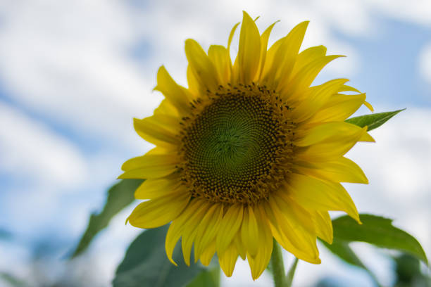 istock sunflower in garden 686233938