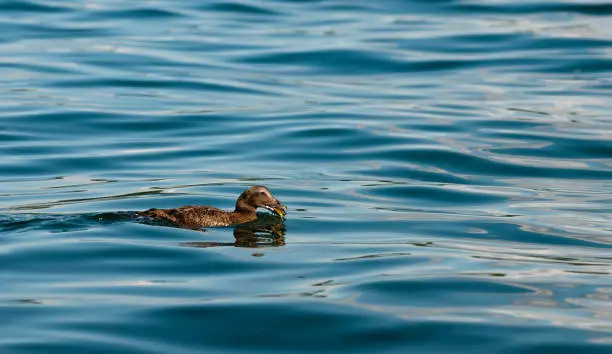 Eider Duck (Somateria mollissima) in Oslofjord, Norway