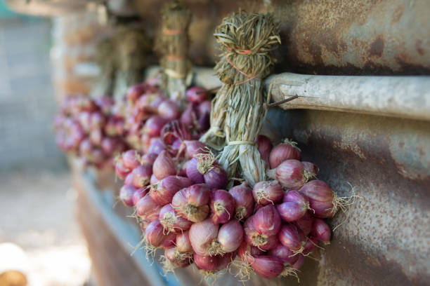 istock group of shallot onion in the wall 686234574