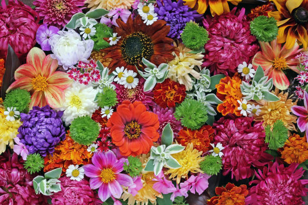 istock Flower background. A background from cultivated flowers. 686234748