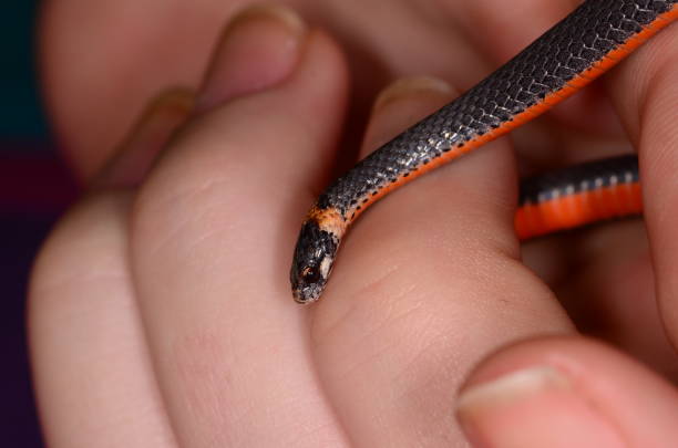 istock Northern Red-bellied snake in child's hands 686237126