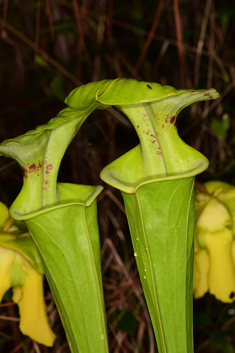 Two tubes of Yellow Pitcher Plant turned slightly towards each othe, with yellow flowers behind them. Photo taken in the Blackwater River area of Santa Rosa county Florida