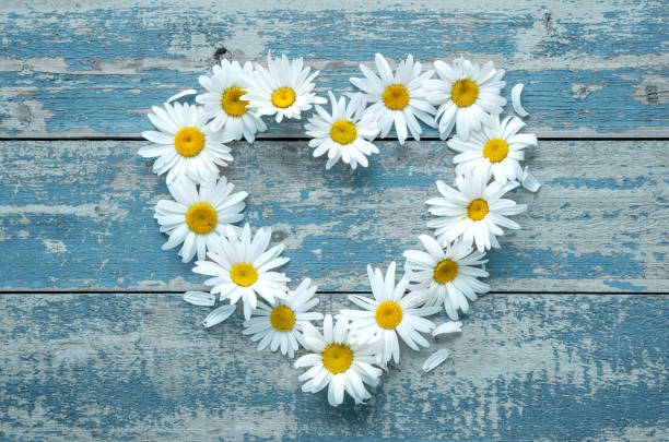 Daisy flowers on wooden background Daisy flowers in heart shape on blue painted wooden board marguerite daisy stock pictures, royalty-free photos & images