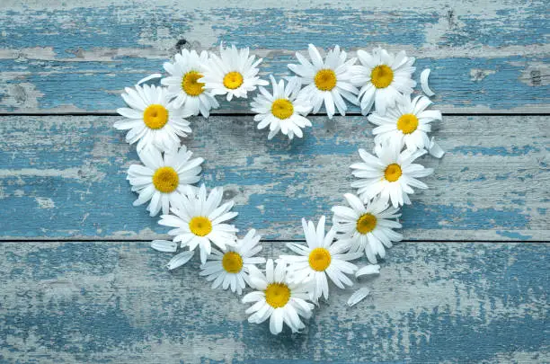 Daisy flowers in heart shape on blue painted wooden board