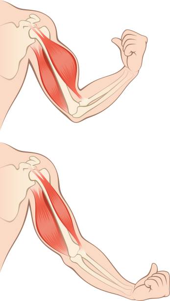 mięśnie ludzkiej ręki - human muscle human arm muscular build bicep stock illustrations