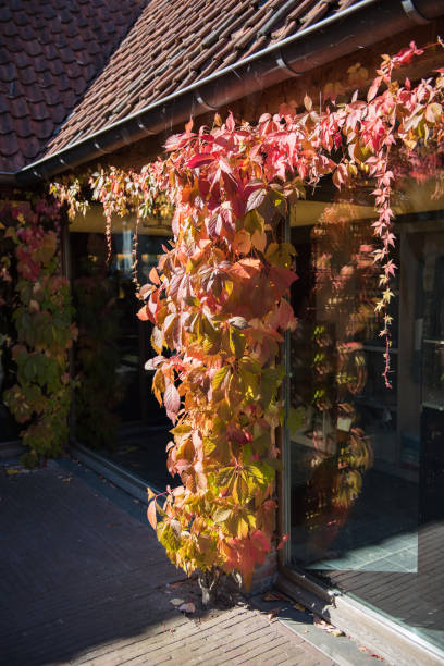 istock Red ivy reflected in a window pane 686242058