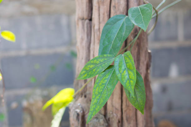 istock Bamboo grass on wooden,Tiliacora triandra herb 686254228