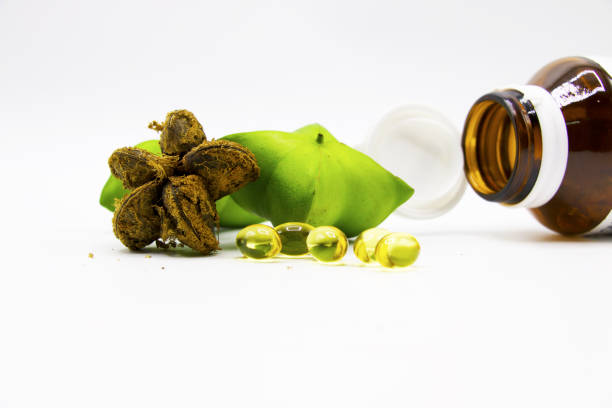 istock Inca bean green and dried and capsule are on white background 686259802
