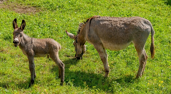 Donkey with foal.