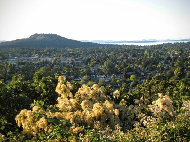 istock view of hillside with city and mountain 686264504