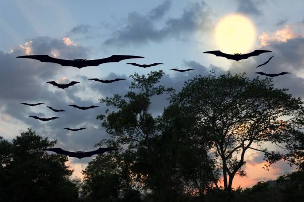 istock bat flying Vampire in day Halloween  forest and sky with copy space for add text 686267388