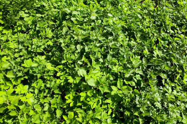 istock A live carpet of young spring shoots. Nature. 686267698