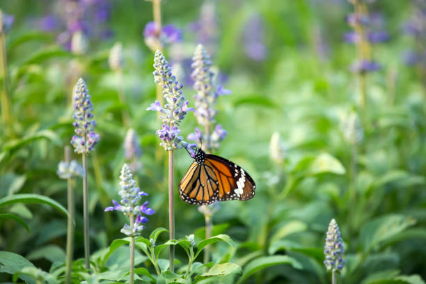 istock Flowers with butterflies 686267912