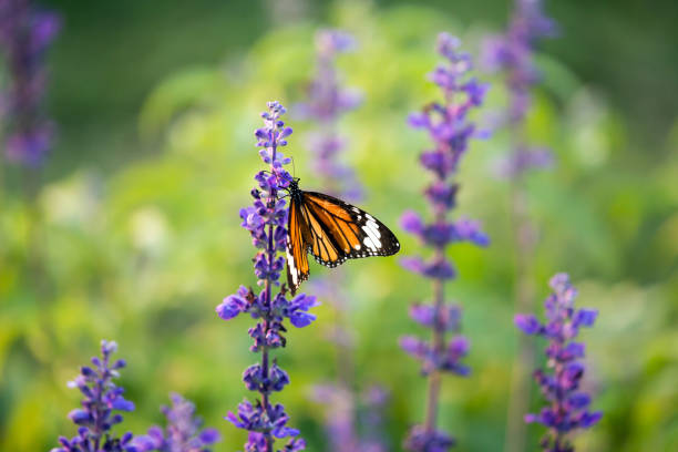istock Flowers with butterflies 686267914
