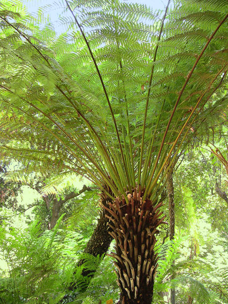 istock two Dicksonia antarctica tree ferns in bright sunshine - 2 686271040