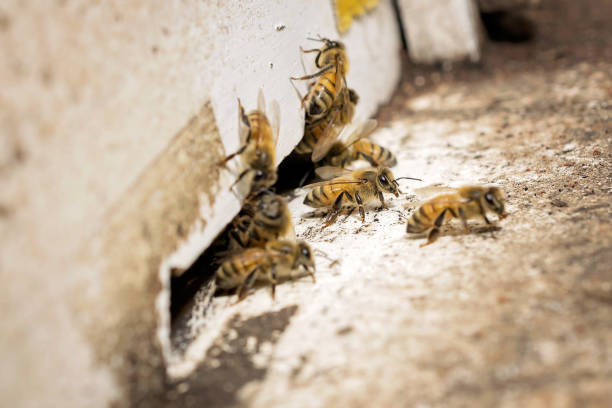 istock The bees and the queen bee on the comb 686273828