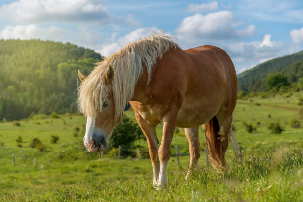 istock Horse grazing in a pasture with grass 686274990