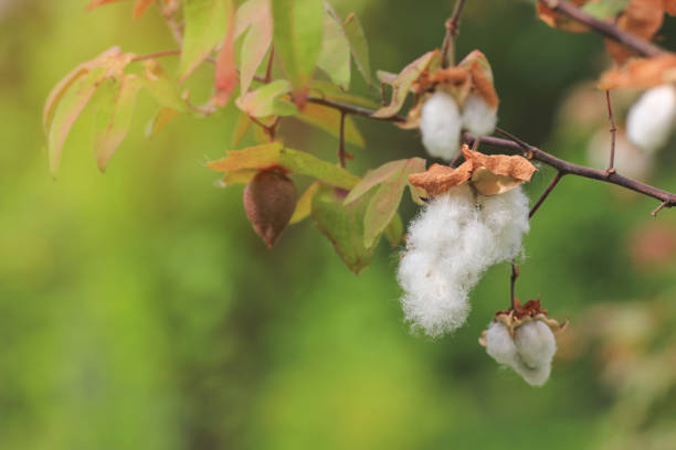 weiße samen der baumwollpflanze (gossypium arboreum) - cotton plant dry branch stock-fotos und bilder