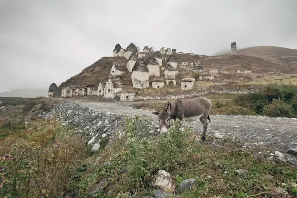 Photo of Donkey eats a thorn. Crypts Alans near the village Dargavs. North Ossetia.