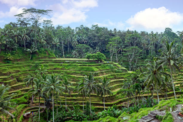 istock Rice terraces on Bali Indonesia Asia 686278060
