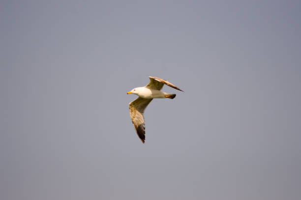 istock Flight of a seagul 686278128