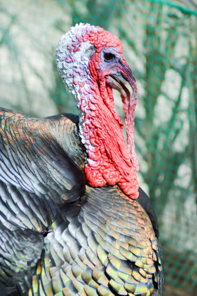 istock View of a turkey head 686278234