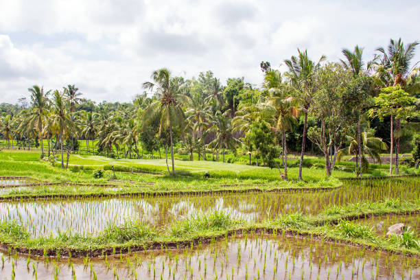 istock Landscape on Lombok Indonesia with rice fields in Asia 686281822