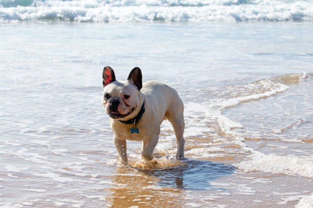 istock French bulldog playing in the ocean 686282176