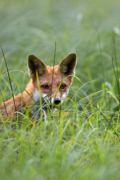 istock Fox in the wild, a portrait 686288090
