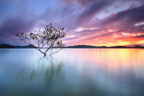 Beautiful sunset over a solitary tree into a lake stock photo