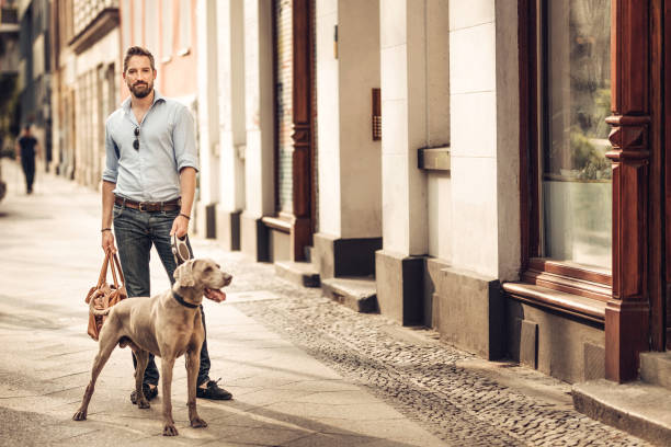 Taking the dog for a walk in the city Happy man and his Weimaraner dog weimaraner dog animal domestic animals stock pictures, royalty-free photos & images