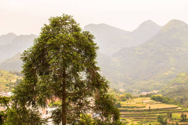 istock Close up image of a evergreen tree with mountain background 686289042