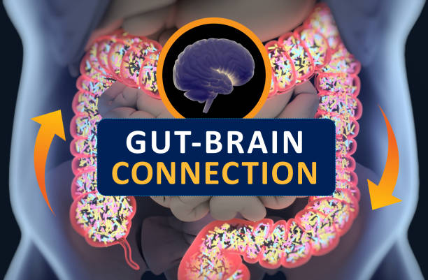 Gut-brain connection or gut brain axis. Concept art showing a connection from the gut to the brain. 3d illustration.