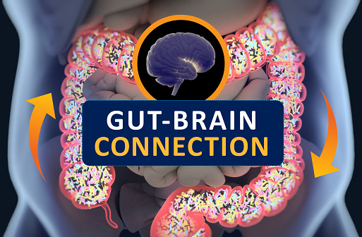 Gut-brain connection or gut brain axis. Concept art showing the health connection from the gut to the brain. 3d illustration.