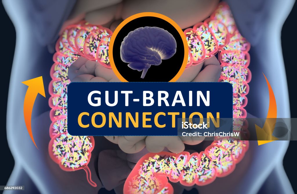 Gut-brain connection or gut brain axis. Concept art showing a connection from the gut to the brain. 3d illustration. Gut-brain connection or gut brain axis. Concept art showing the health connection from the gut to the brain. 3d illustration. Brain Stock Photo