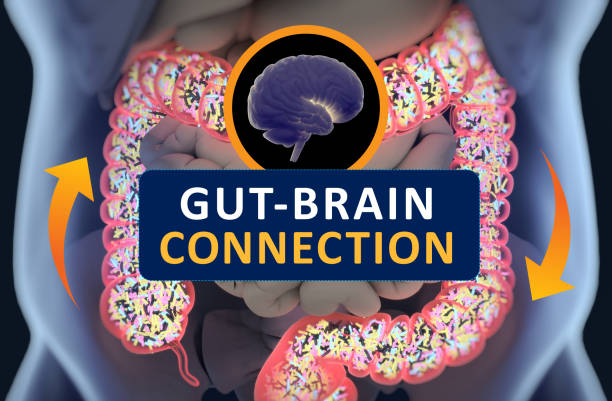 Gut-brain connection or gut brain axis. Concept art showing a connection from the gut to the brain. 3d illustration. stock photo