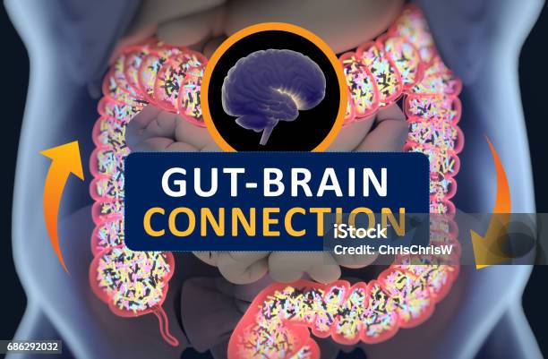 Gutbrain Connection Or Gut Brain Axis Concept Art Showing A Connection From The Gut To The Brain 3d Illustration Stock Photo - Download Image Now