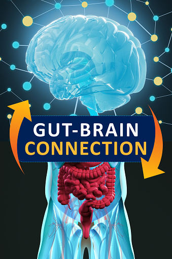 Gut-brain connection or gut brain axis. Concept art showing the health connection from the gut to the brain. 3d illustration. Gut-brain connection or gut brain axis. Concept art showing the health connection from the gut to the brain. 3d illustration.