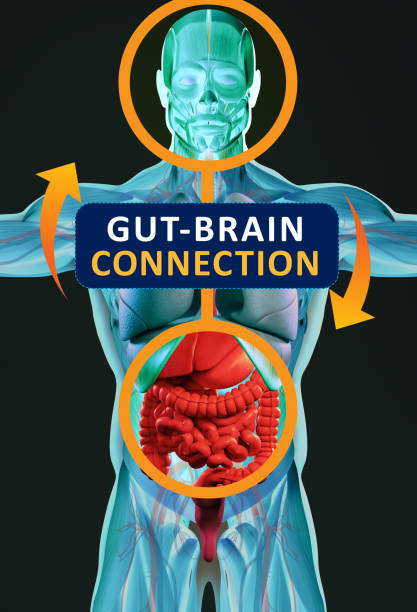 Gut-brain connection or gut brain axis. Concept art showing a connection from the gut to the brain. 3d illustration. stock photo